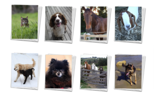 Pet Cards