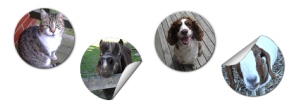 Pet Stickers